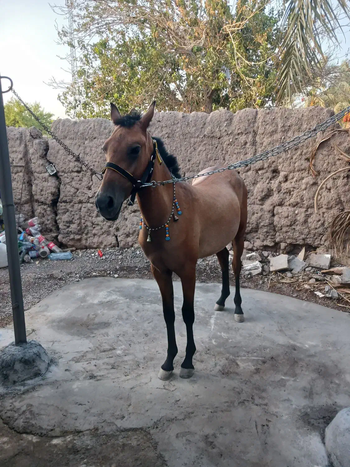 اسب|اسب و تجهیزات اسب‌سواری|بم, |دیوار