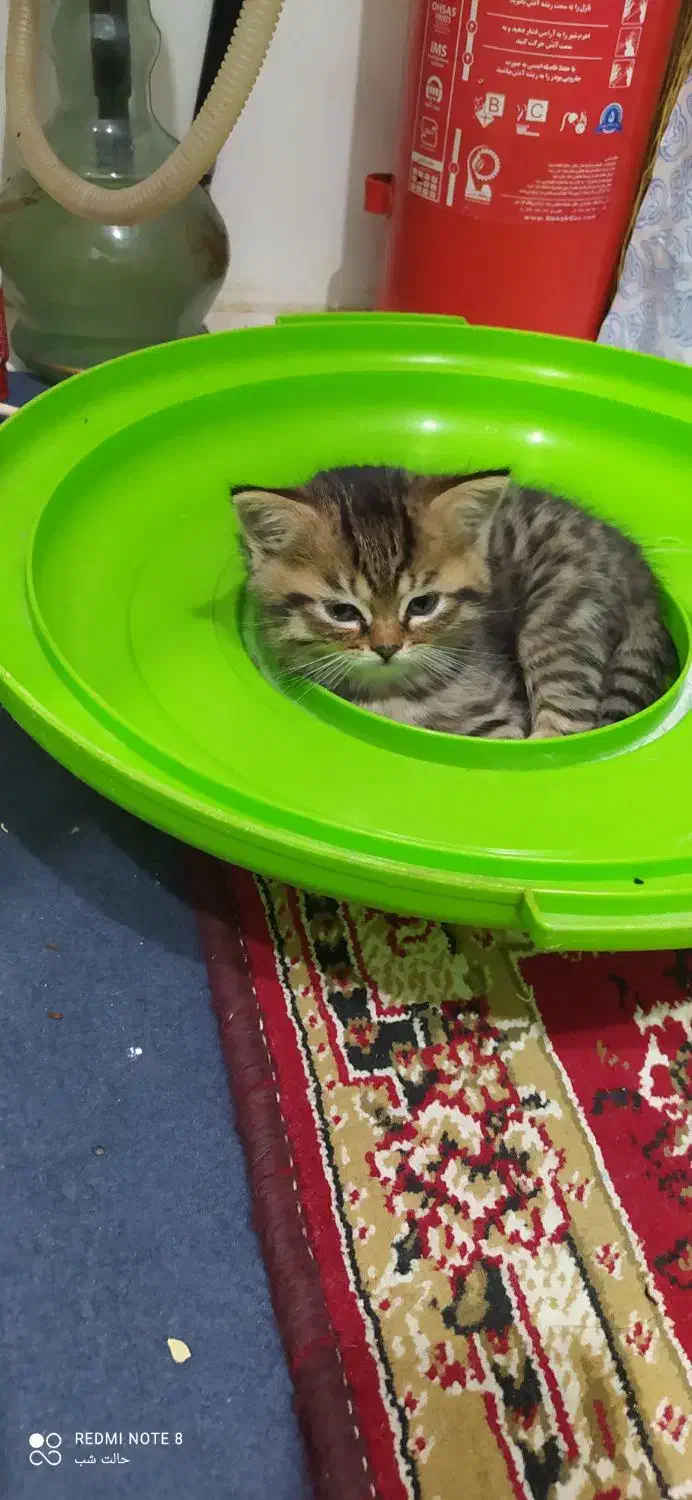 توله گربه اسکاتیش|گربه|جیرفت, |دیوار