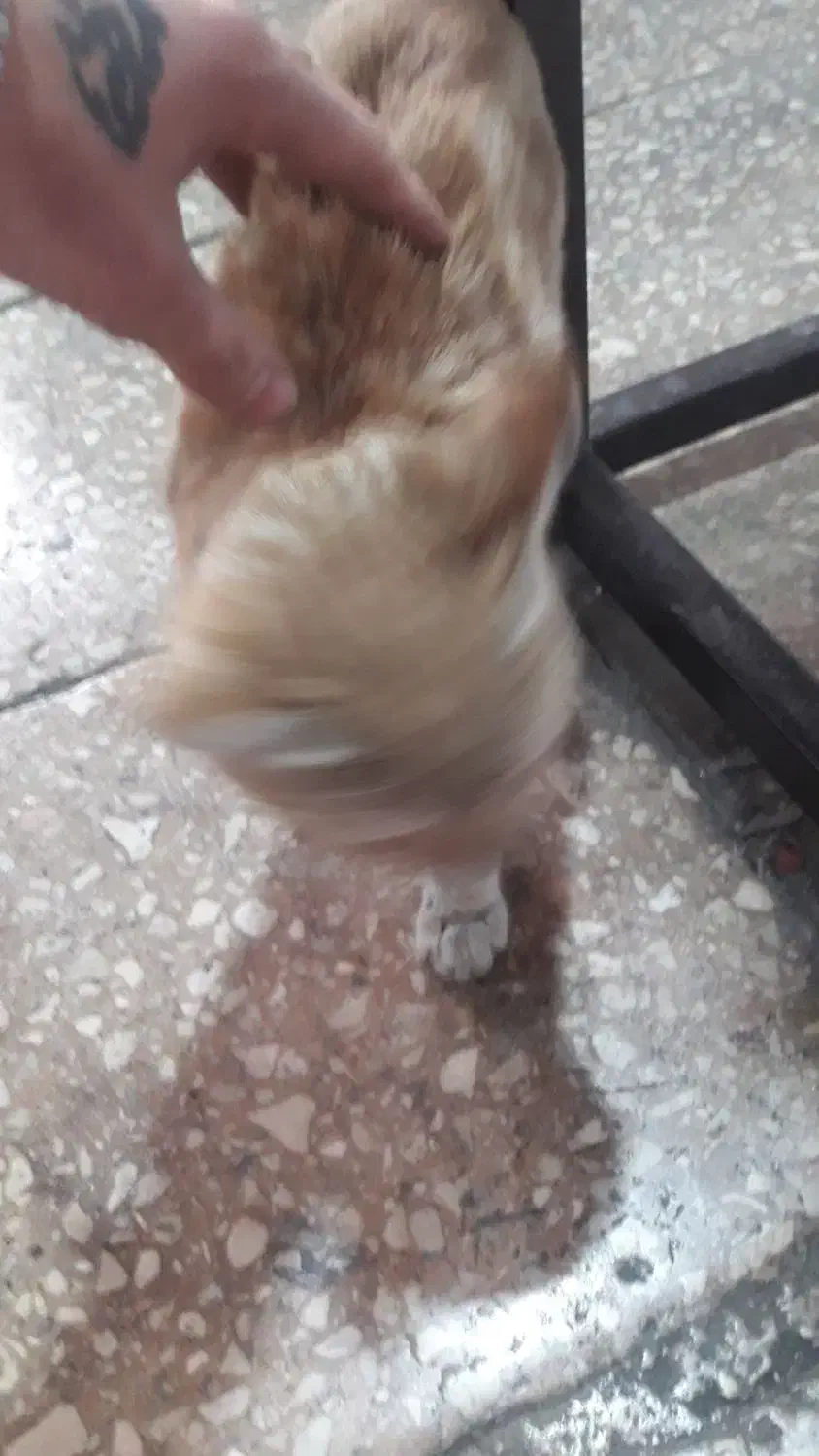 گربه|گربه|پاکدشت, خاتون آباد|دیوار