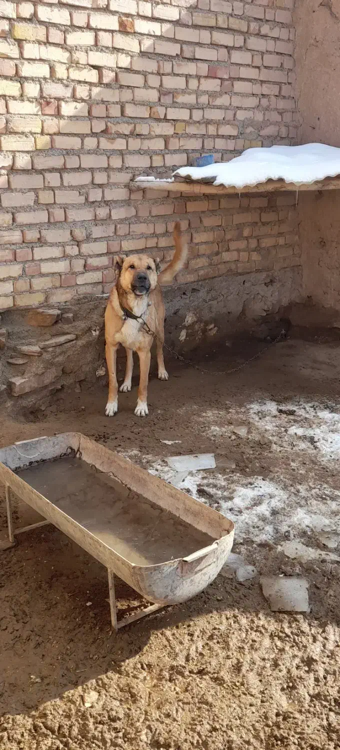 سگ سرابی|سگ|چنگ الماسی, |دیوار