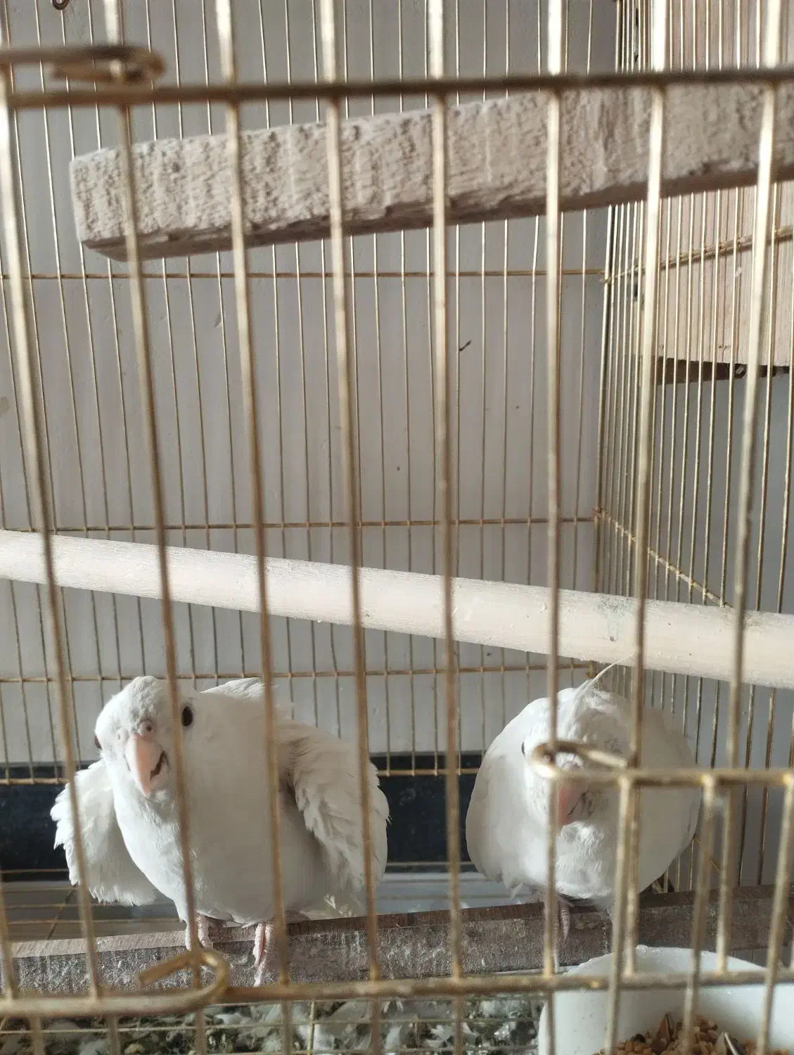 عروس هلندی|پرنده|زاهدان, |دیوار