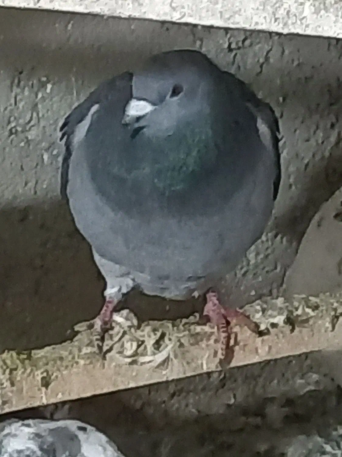 پلاکی نر|پرنده|ابهر, |دیوار