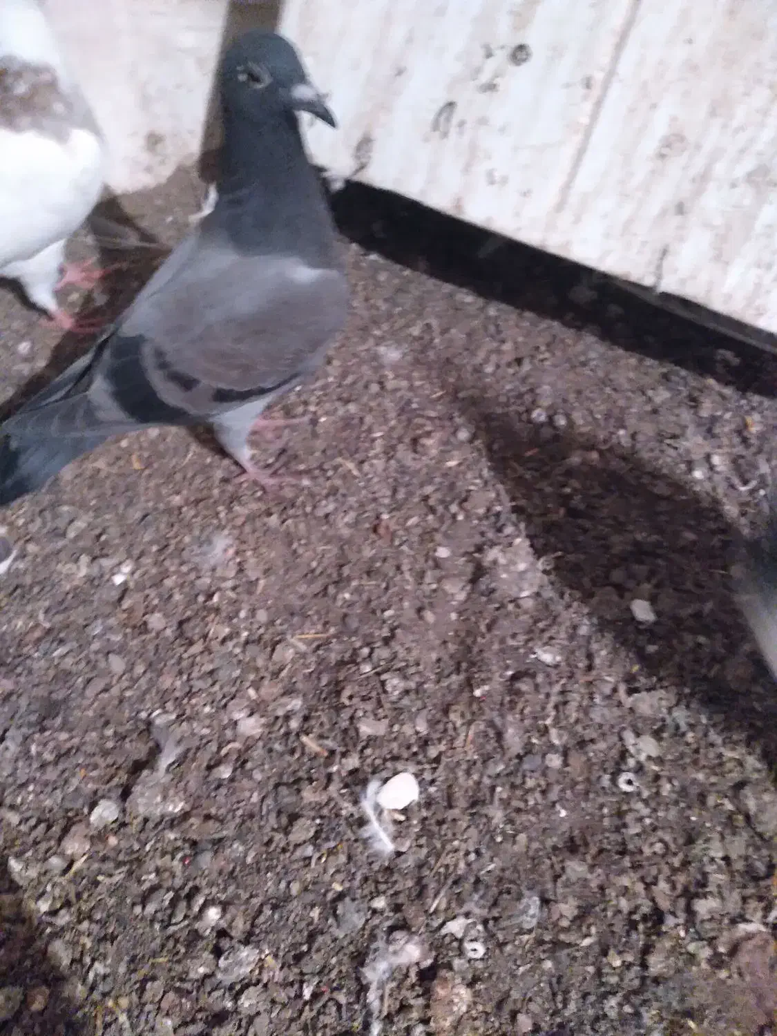 کبوتر جوجه|پرنده|میانه, |دیوار