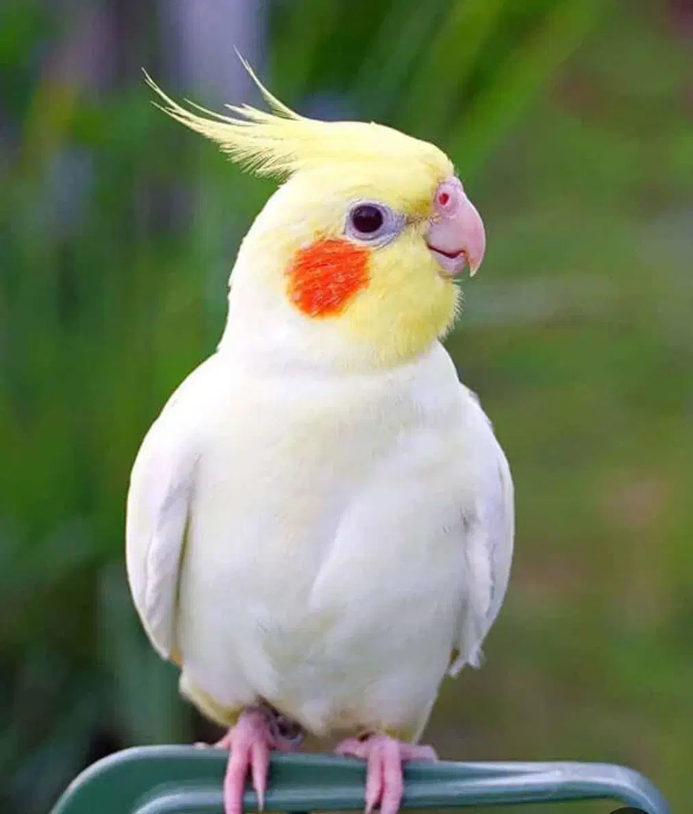 گمشده ،عروس هلندی لوتینو|حیوانات|فردوس (خراسان), |دیوار