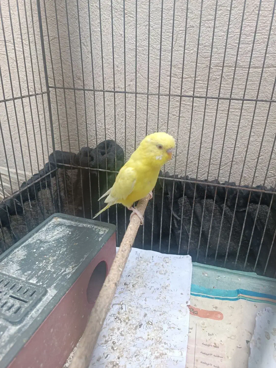 مرغ عشق هلندی چشم قرمز|پرنده|برازجان, |دیوار