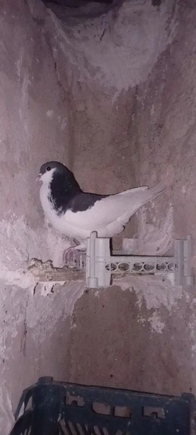 کبوتر طوقی و یال سیاه|پرنده|کازرون, |دیوار