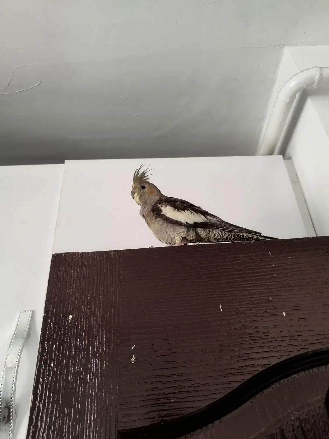 عروس هلندی|پرنده|رشت, باهنر|دیوار