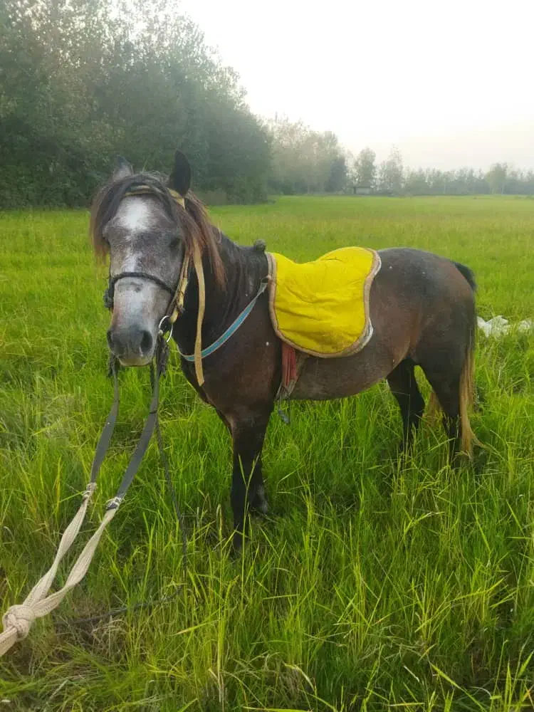 باهوش زنگ|اسب و تجهیزات اسبسواری|تولم شهر, |دیوار