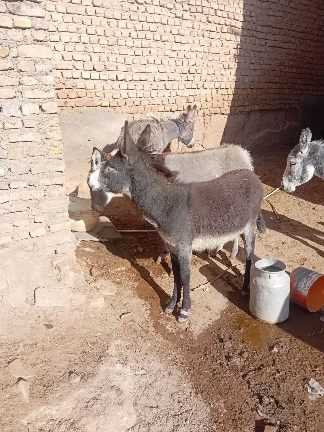 خراروم|حیوانات مزرعه|نیشابور, شهرکهنه|دیوار