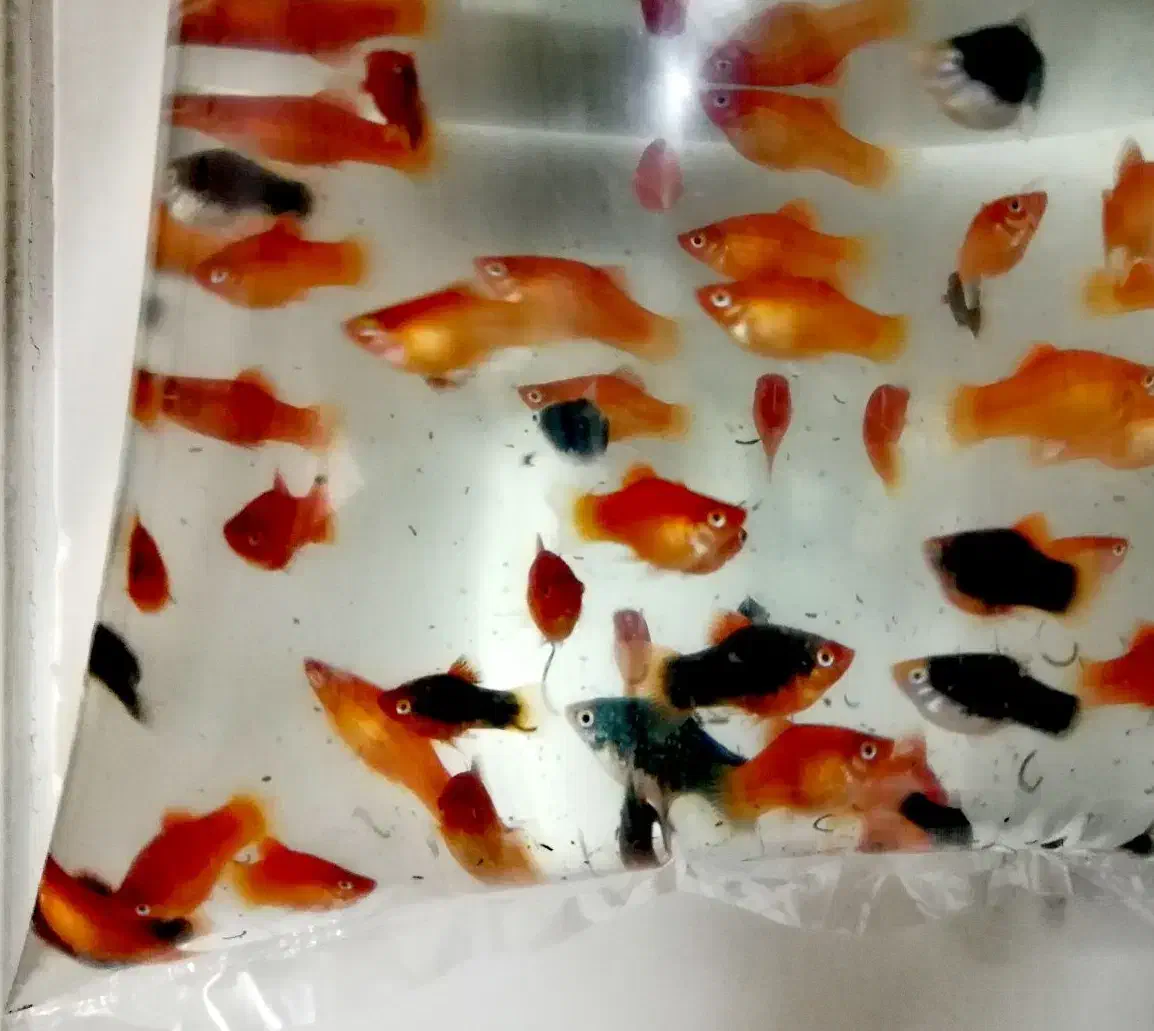 ماهی گوپی،مولی بالن،پلاتی بالن|ماهی|تهران, خانی آباد نو شمالی|دیوار