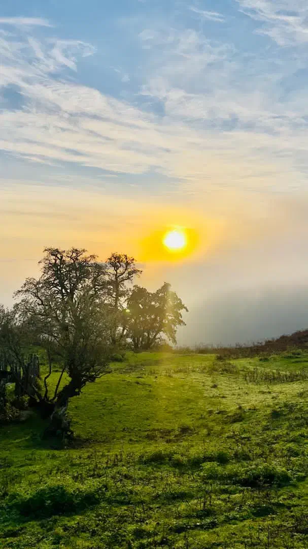کلبه سوئیسی تو ارتفاع دل جنگل با تموم امکانات|اجارهٔ کوتاه‌مدت ویلا و باغ|ماسال, |دیوار