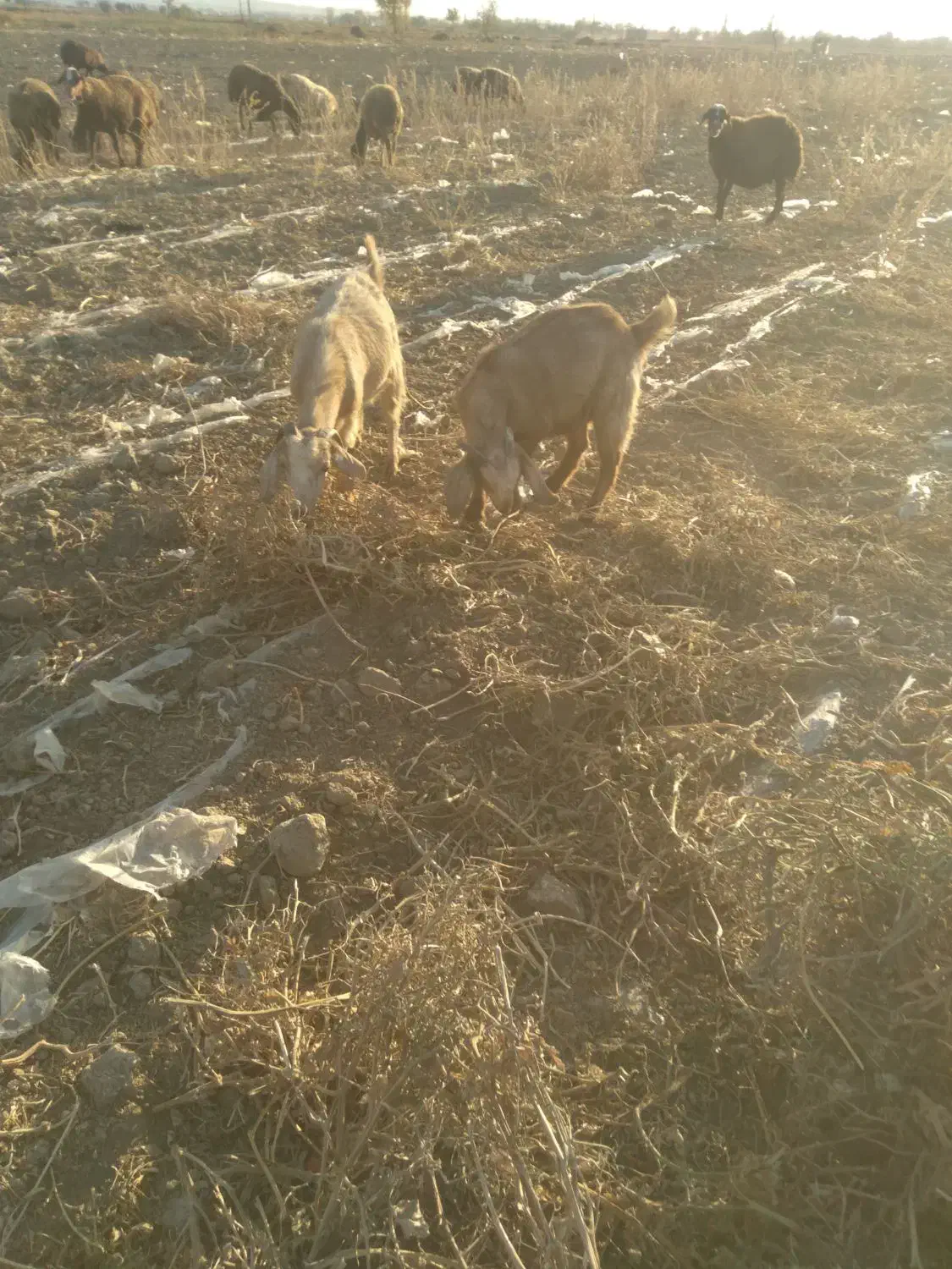 بز و بزغاله|حیوانات مزرعه|لالجین, |دیوار