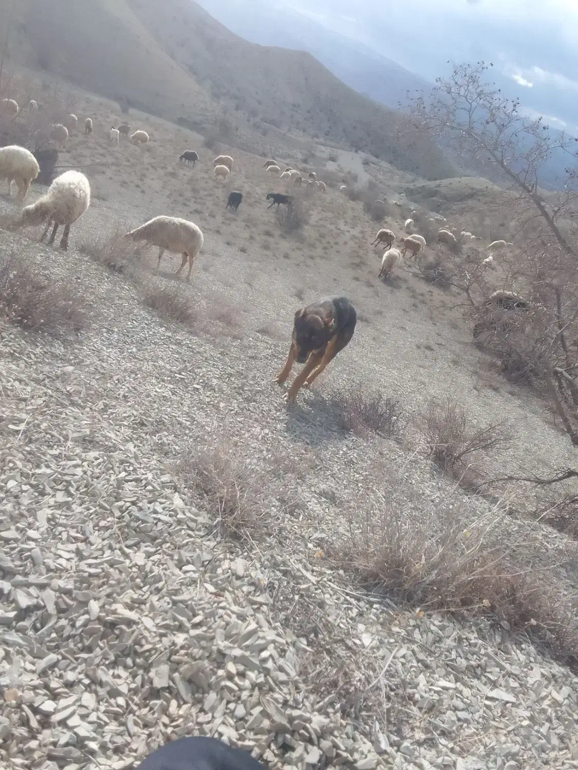 اسم مشکی|سگ|مانه, |دیوار