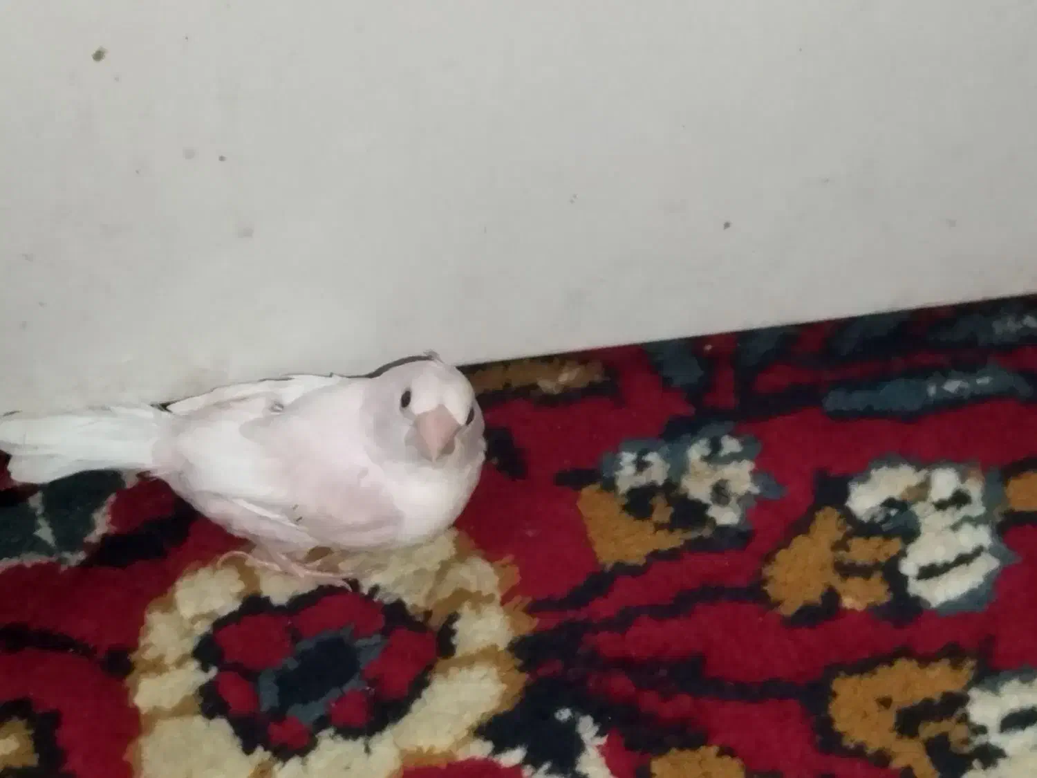 فنچ جفت|پرنده|بندر امام خمینی, |دیوار