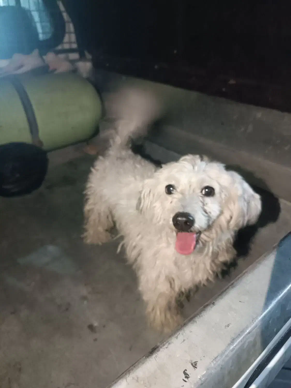 سگ پاکوتاه گمشده|حیوانات|تهران, زنجان جنوبی|دیوار