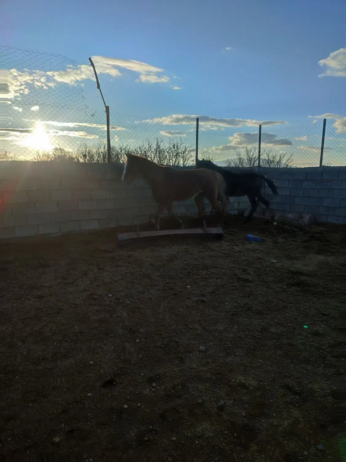 اسب|اسب و تجهیزات اسب‌سواری|گلپایگان, |دیوار