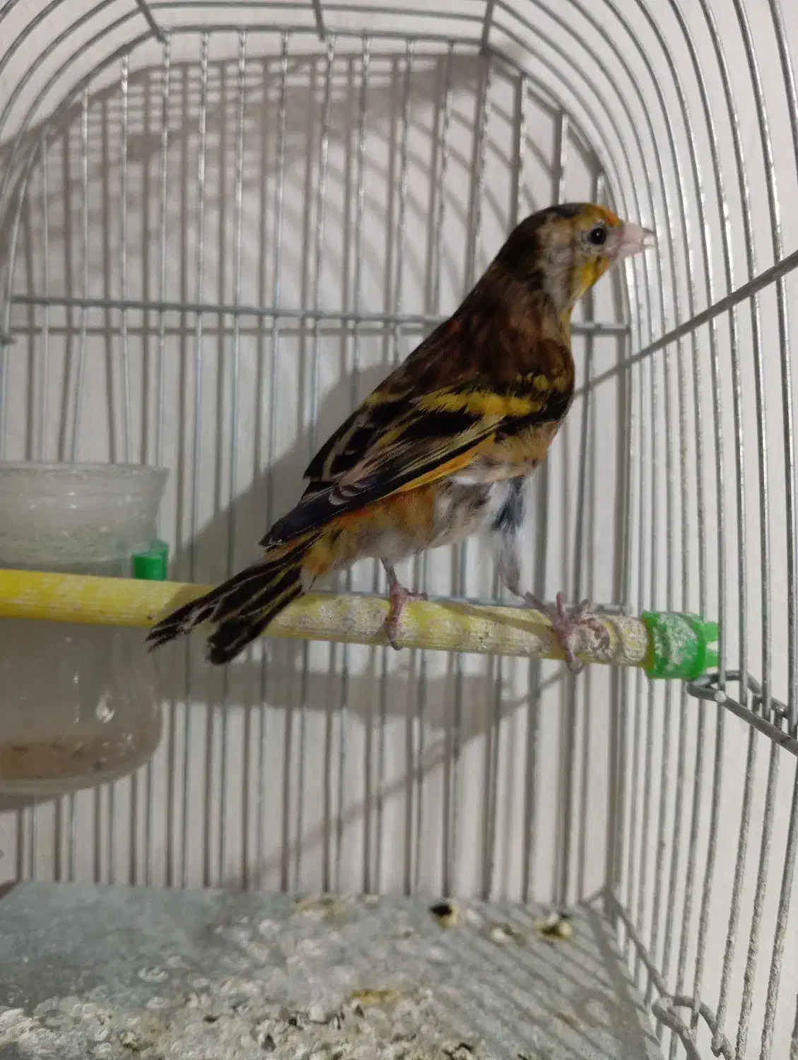 سهره قناری سرخ مسته مست|پرنده|بروجرد, |دیوار