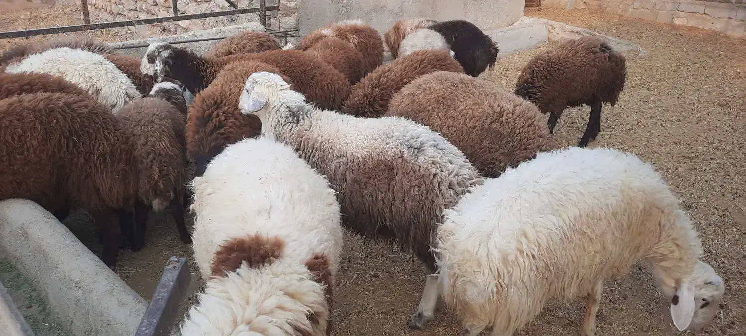 بره نر پرواری|حیوانات مزرعه|چگنی, |دیوار