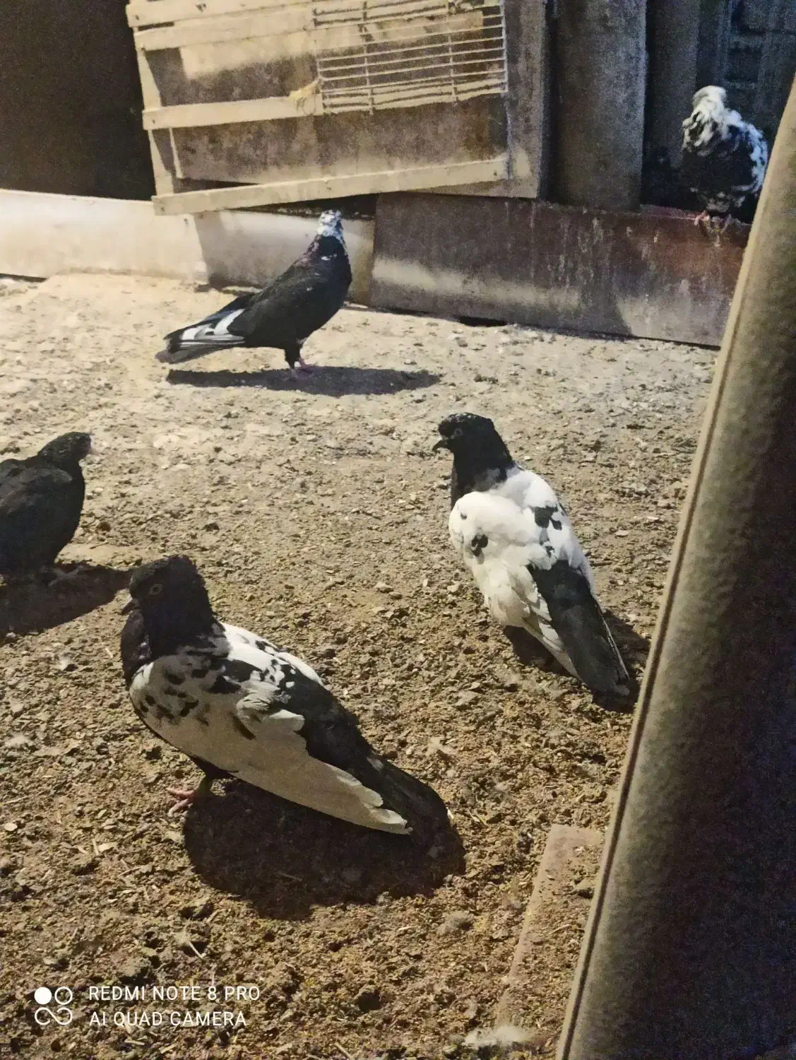 کبوتر رایگان|حیوانات|ارومیه, |دیوار