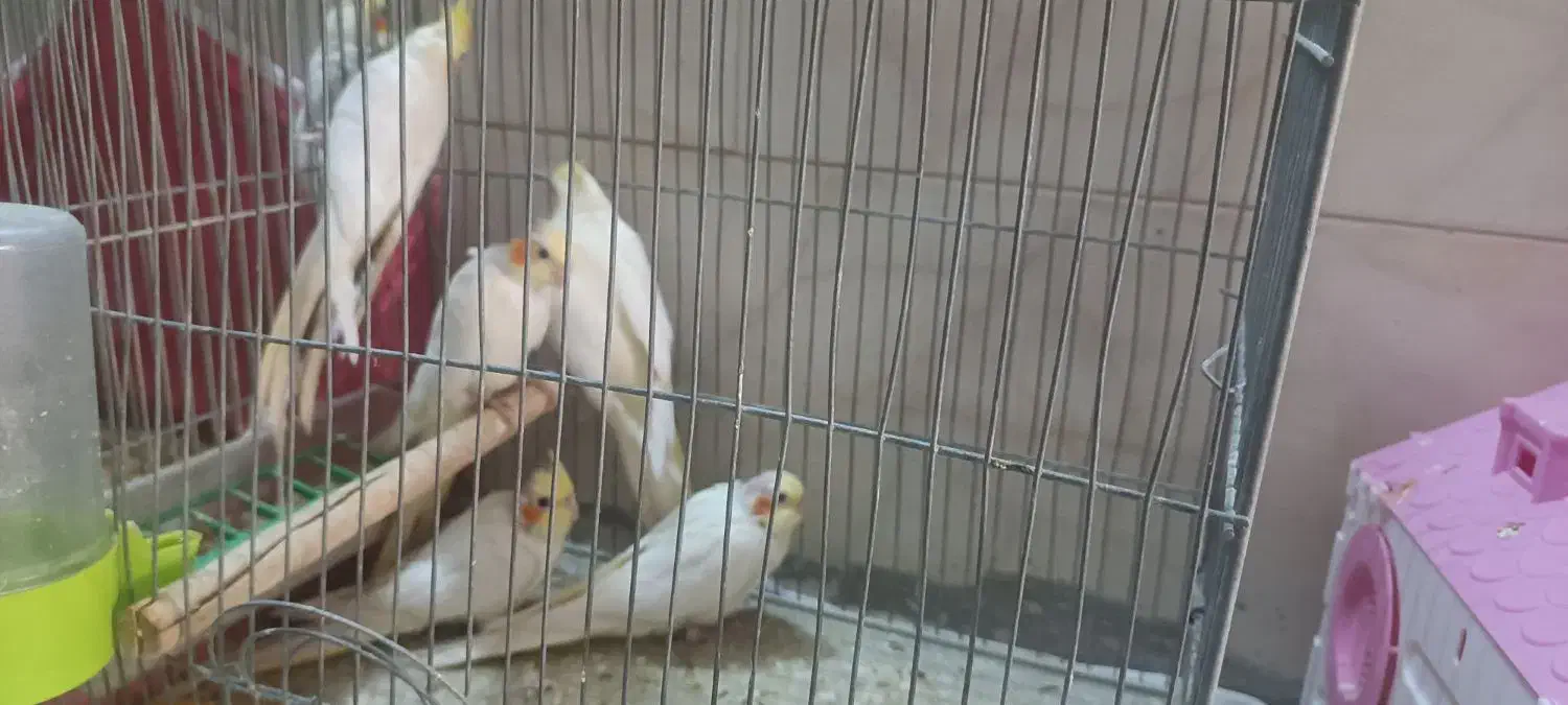 عروس هلندی|پرنده|برخوار, |دیوار