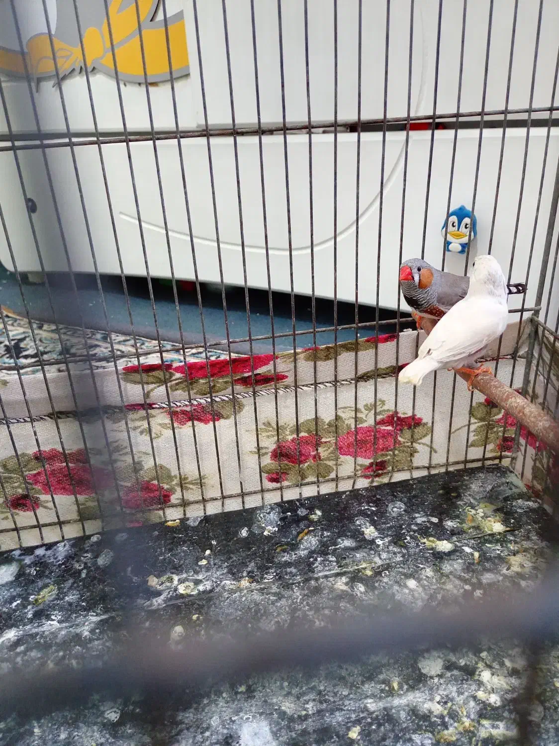 فنچ|پرنده|بهارستان, |دیوار