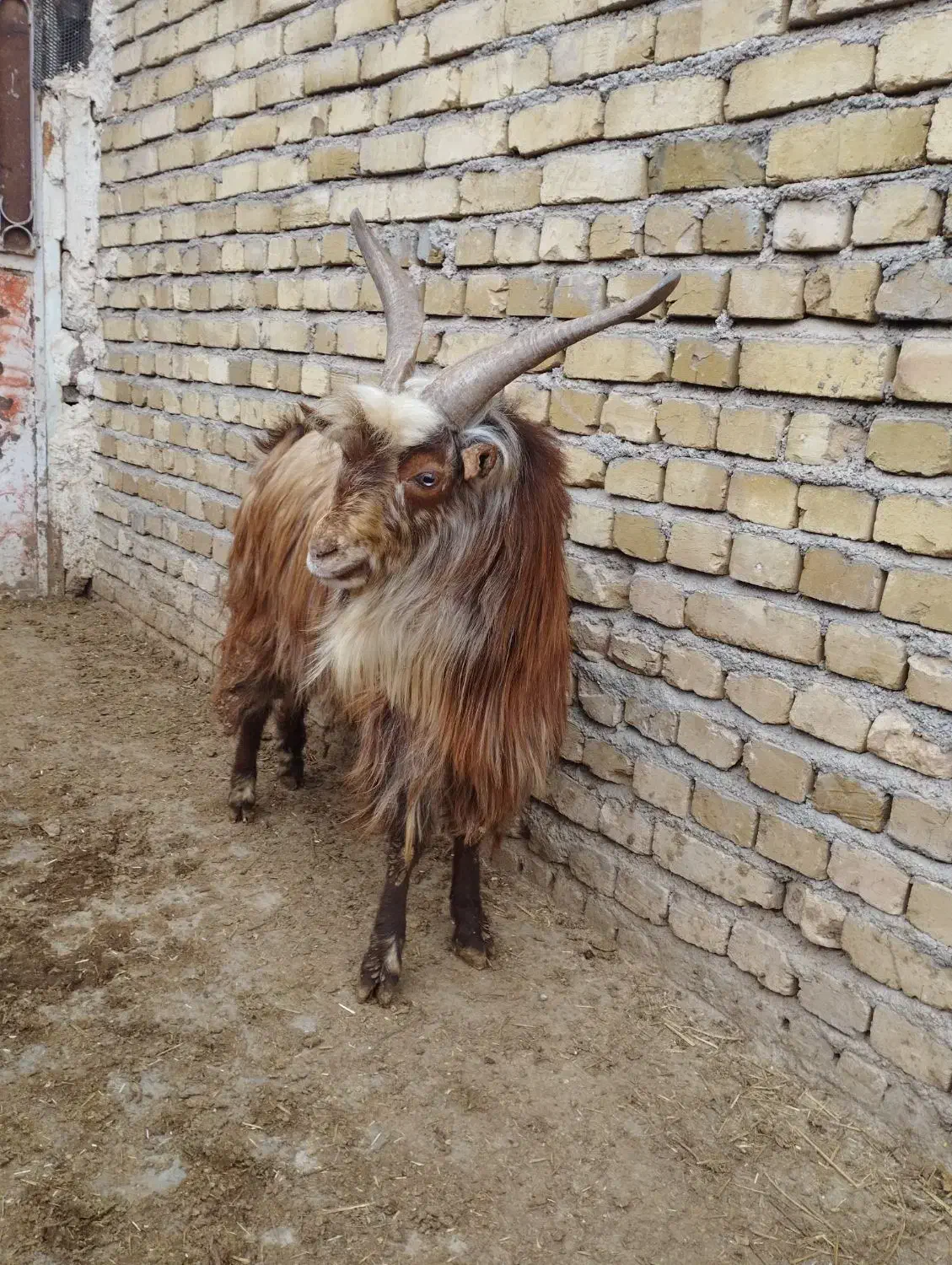 نر بز|حیوانات مزرعه|دشتابی, |دیوار