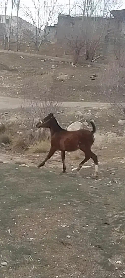 کره نریون|اسب و تجهیزات اسبسواری|خرمآباد, |دیوار