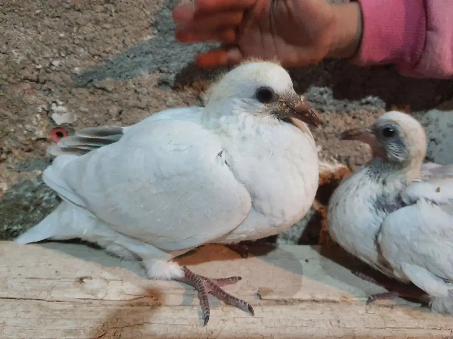 کبوتر مامی کرمانی و سار سیاه|پرنده|طبس, |دیوار