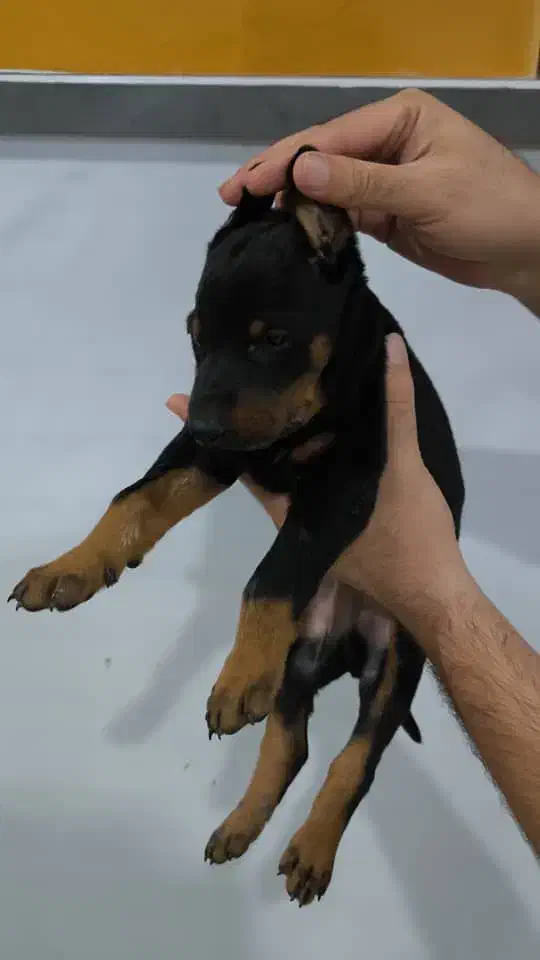 سگ دبرمن|سگ|کرج, گوهردشت|دیوار