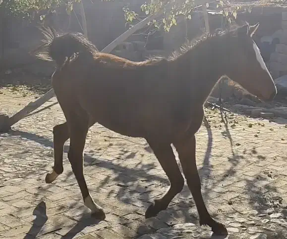 فروش مادیان  شش ساله و کوره مادیان|اسب و تجهیزات اسب‌سواری|سنندج, |دیوار