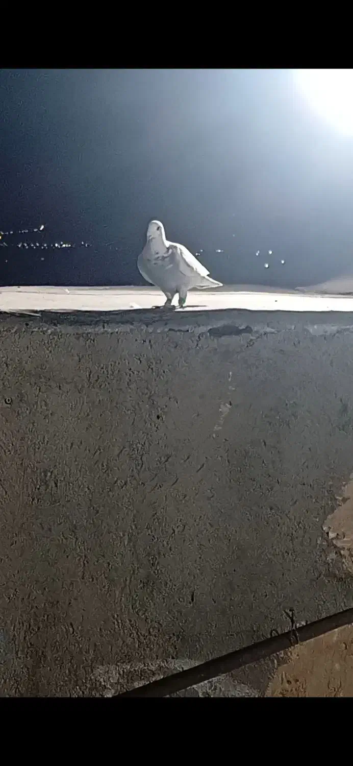 سار چینی گم کردم هر عزیزی گرفته 500 بالافیش میخوام|حیوانات|سبزوار, شهرک صنعتی فرودگاه|دیوار