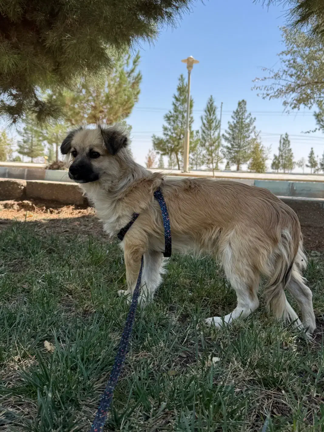 سگ گمشده|حیوانات|نجف‌آباد, صالح آباد|دیوار