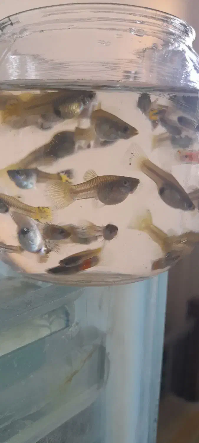 ماهی گوپی ومیکروورم|ماهی|اصفهان, طامه|دیوار