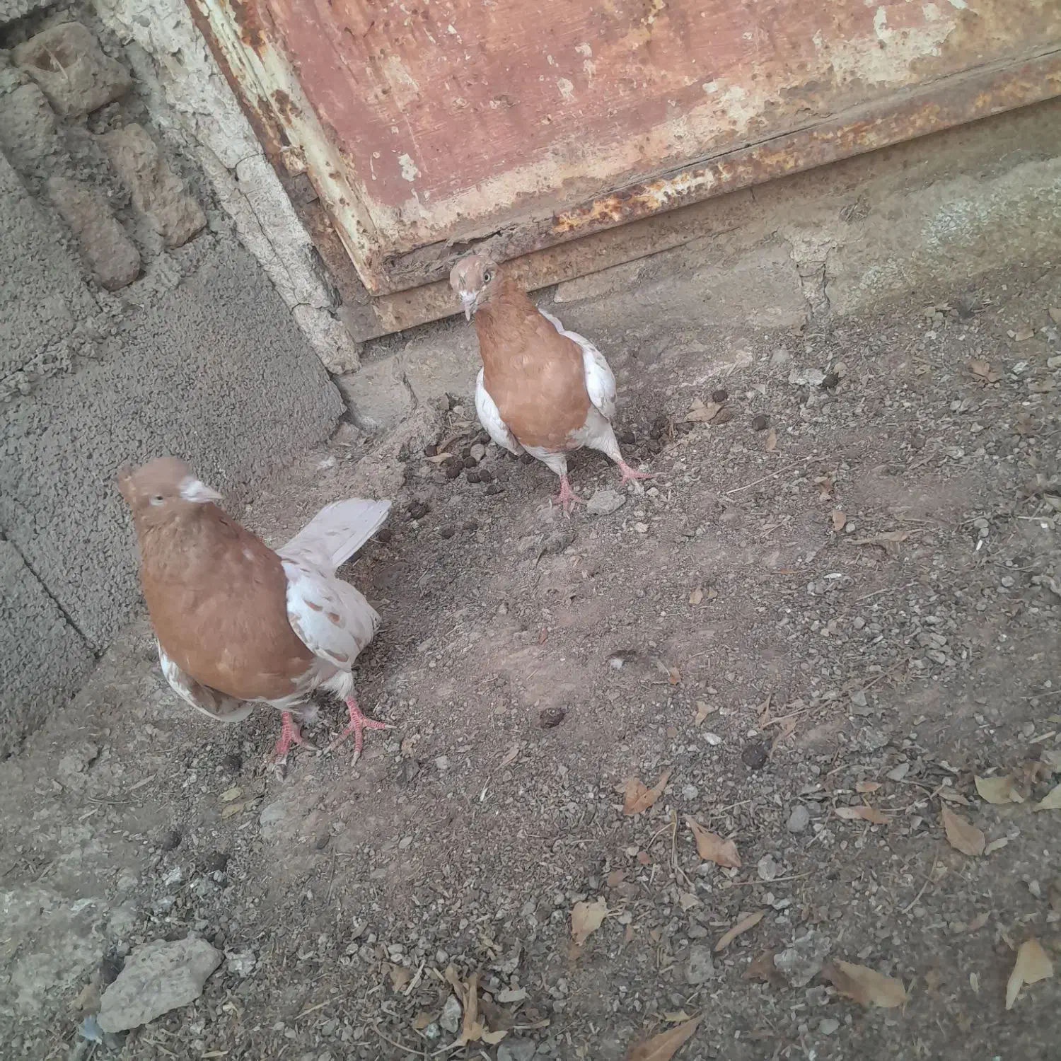 کبوتر|پرنده|چگنی, |دیوار