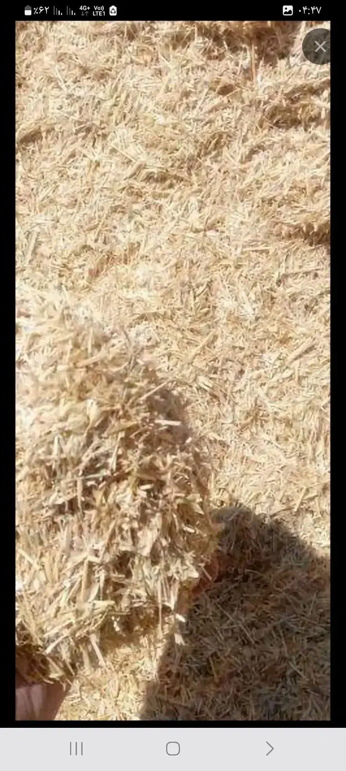 کاه وکلش ویونجه|لوازم جانبی حیوانات|اردبیل, |دیوار