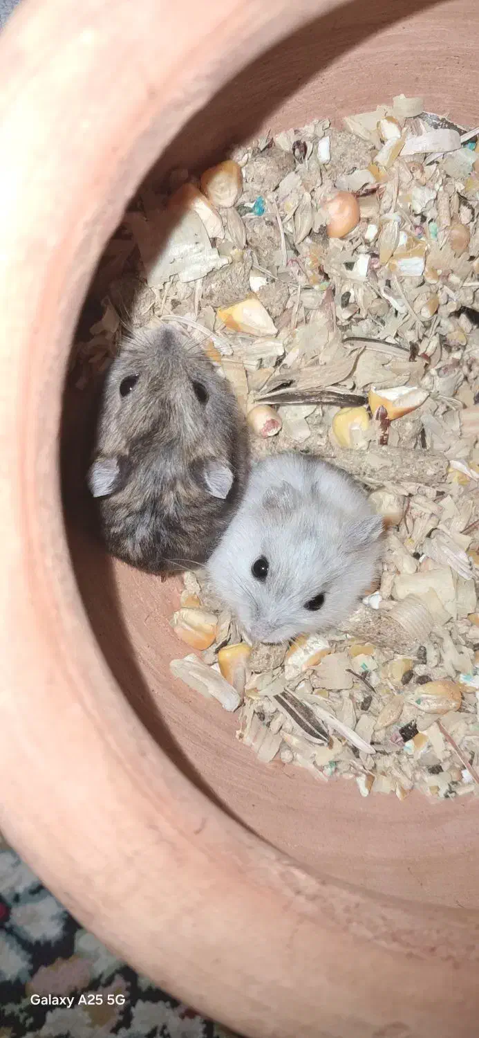 همستر کمپل|موش و خرگوش|تهران, مهرآباد|دیوار