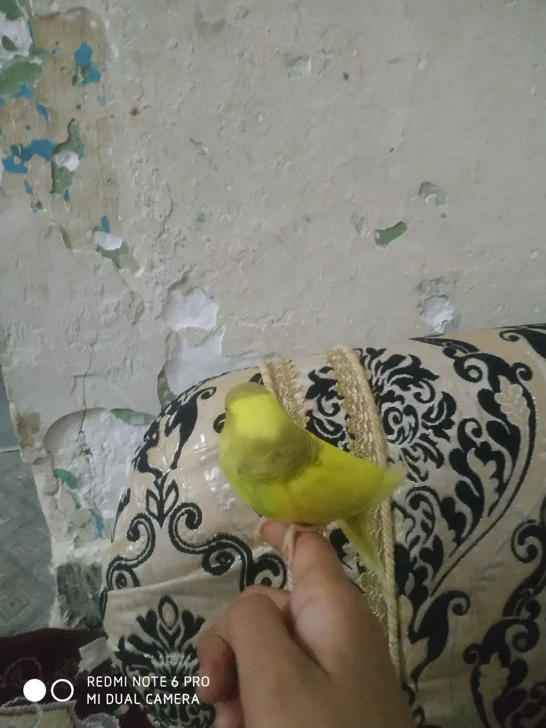 مرغ عشق دستی نر|پرنده|زاهدان, |دیوار