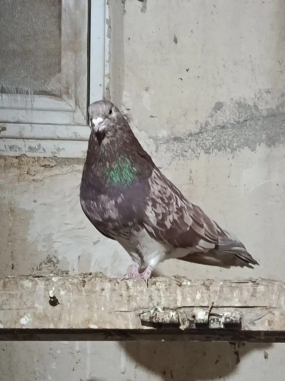 سرور نر|پرنده|اردبیل, |دیوار