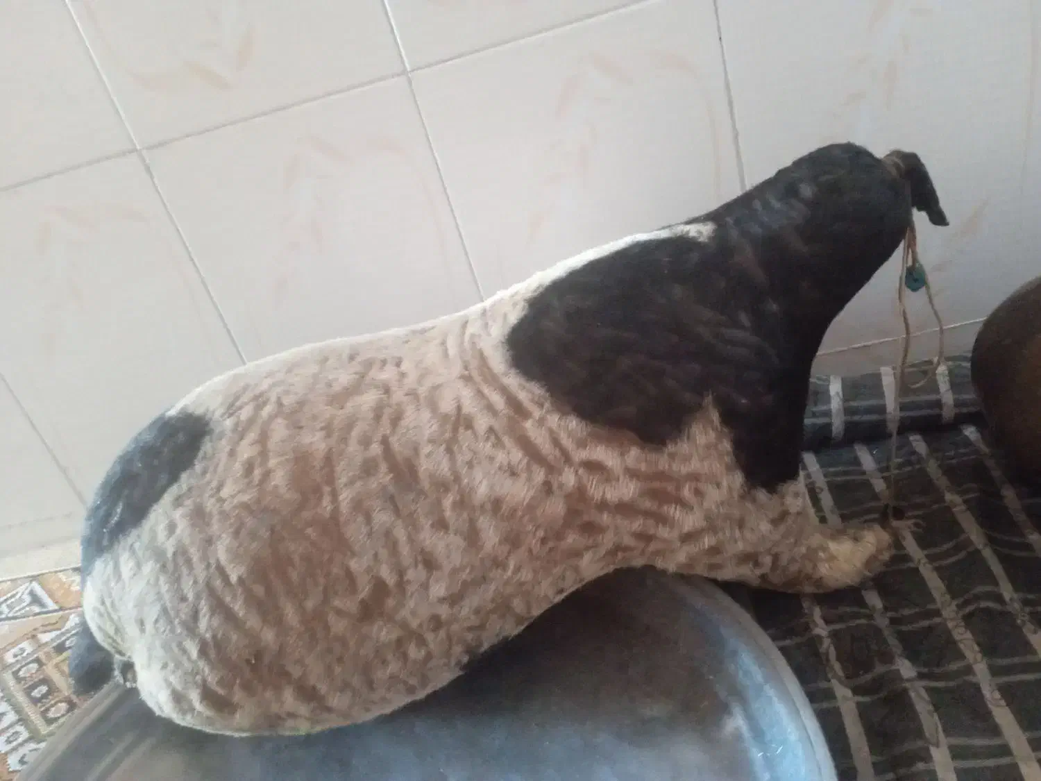 هیزه|ظروف نگهدارنده، پلاستیکی، یک‌بارمصرف|دورود, |دیوار