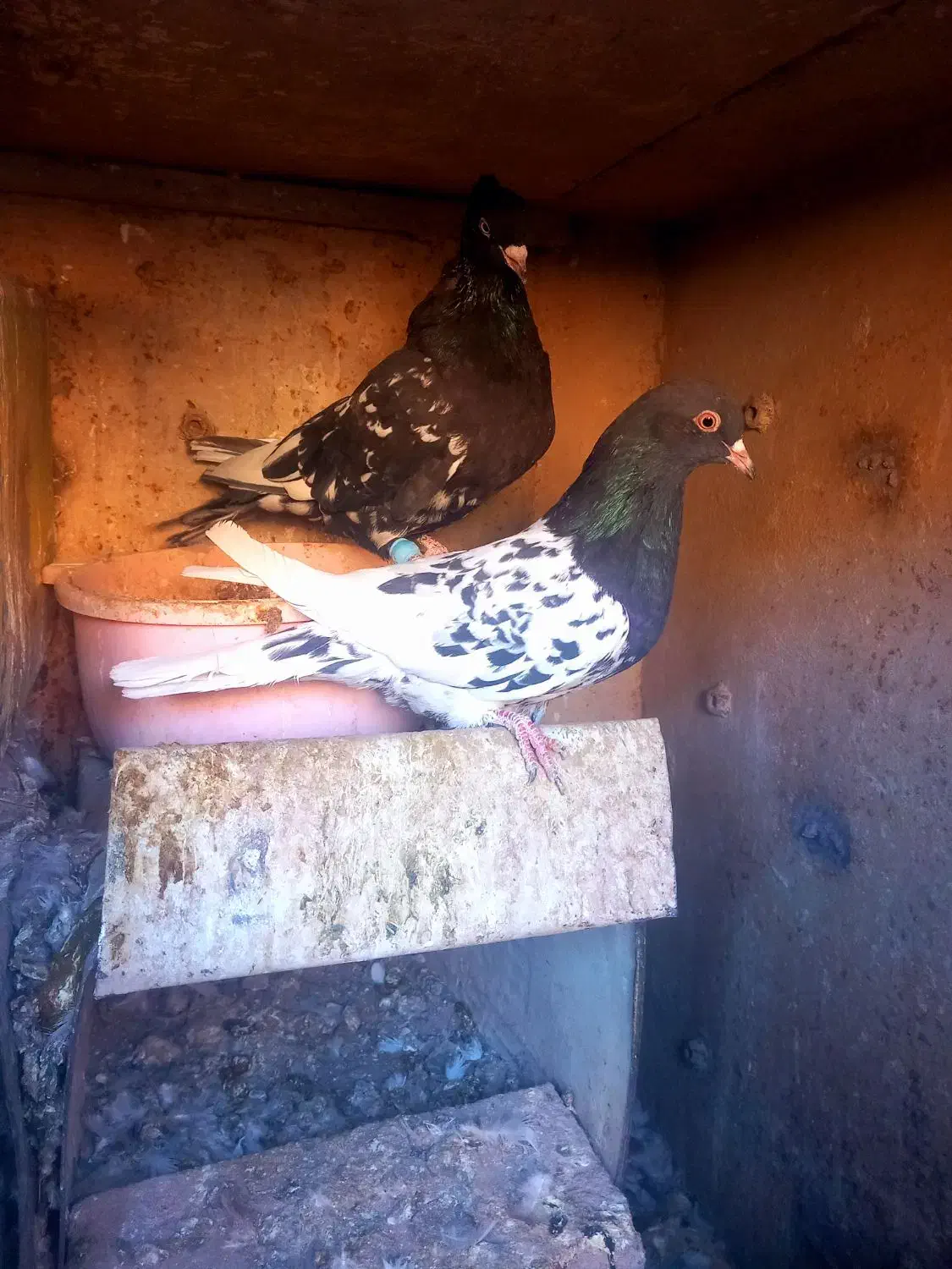 کفتر|پرنده|رفسنجان, |دیوار