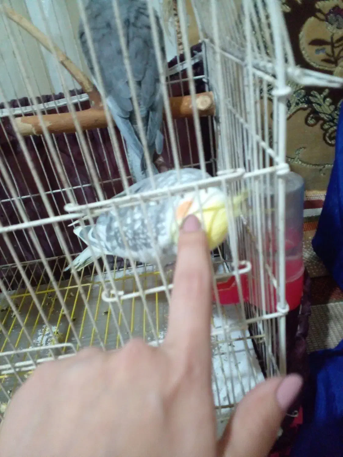 عروس هلندی ماده و نر|پرنده|اقبالیه, |دیوار