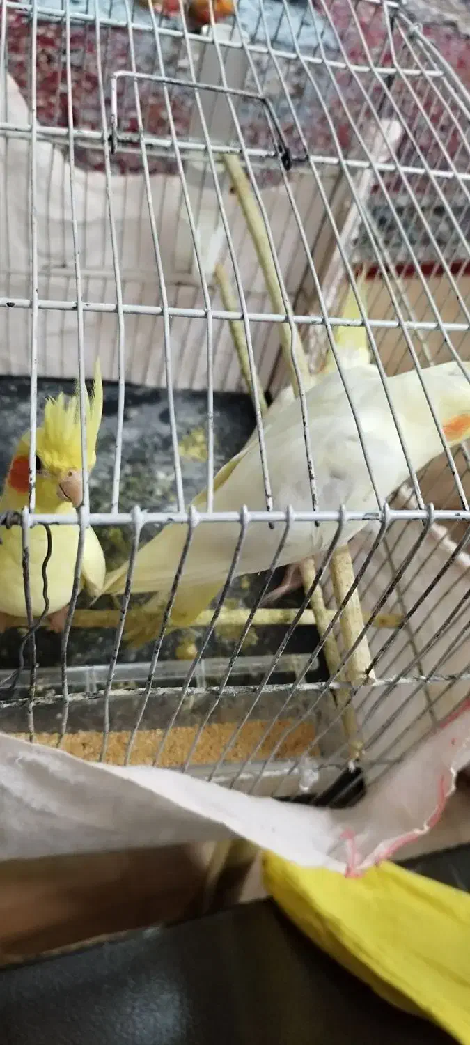 عروس هلندی...|پرنده|شلمان, |دیوار