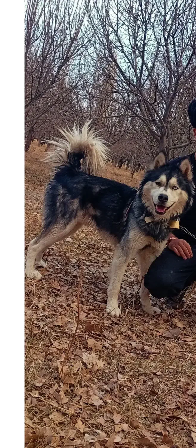 سگ هسکی|سگ|فریمان, |دیوار