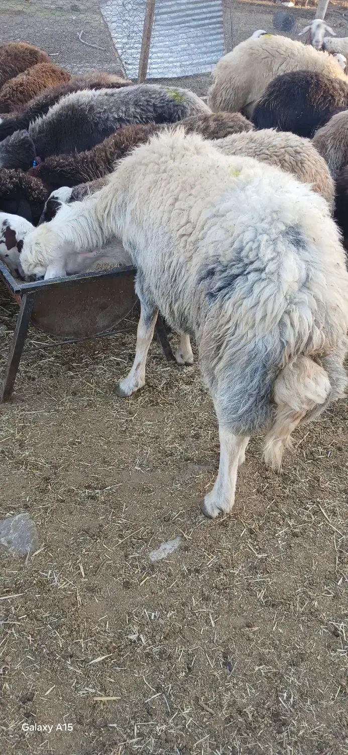 بره قوچ گوسفندمیش|حیوانات مزرعه|بیرانوند, |دیوار