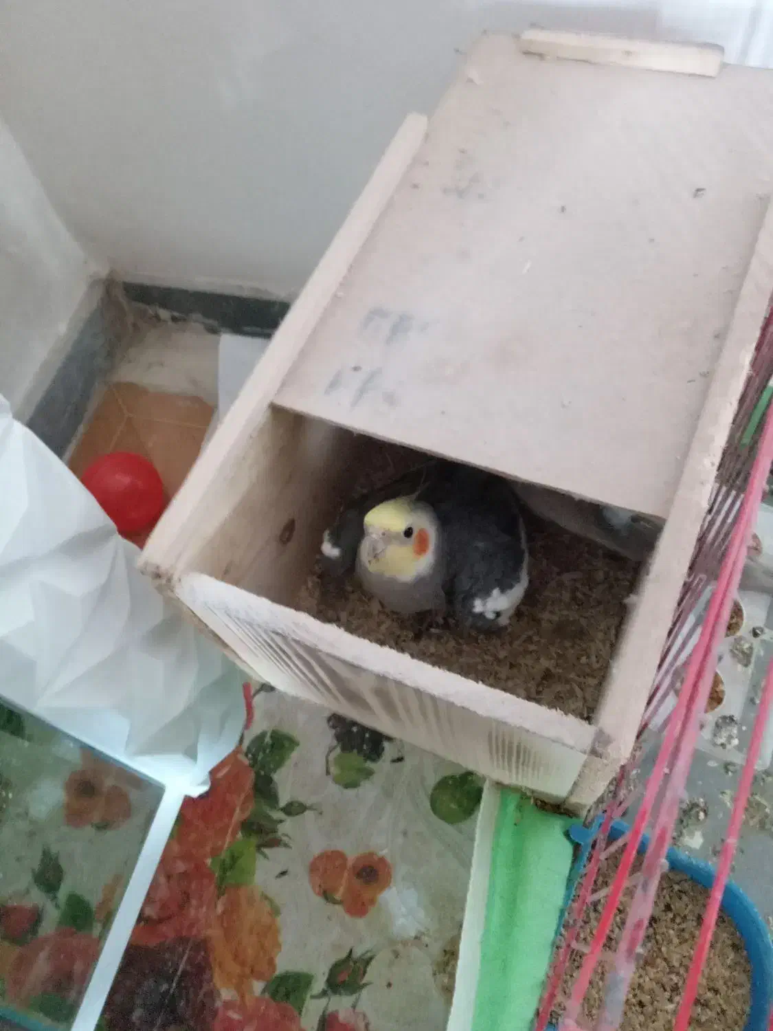 عروس هلندی|پرنده|رضوانشهر, |دیوار