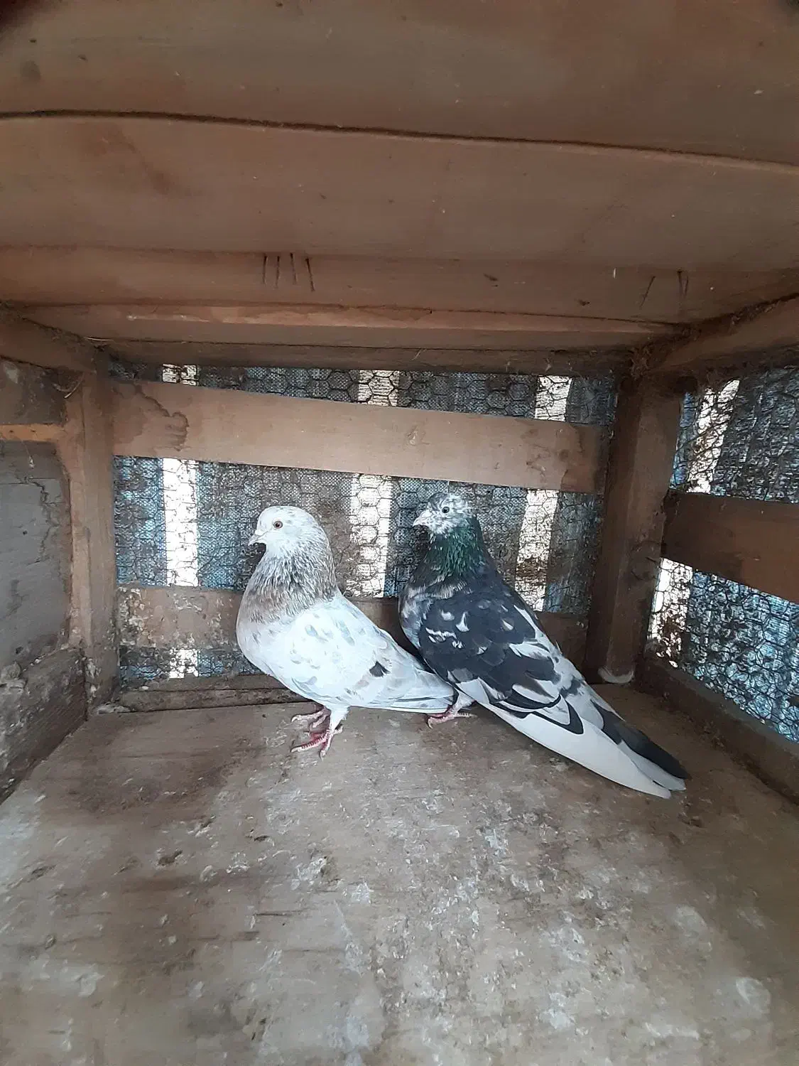 ۷ جفت کبوتر|پرنده|رشت, توشیبا|دیوار