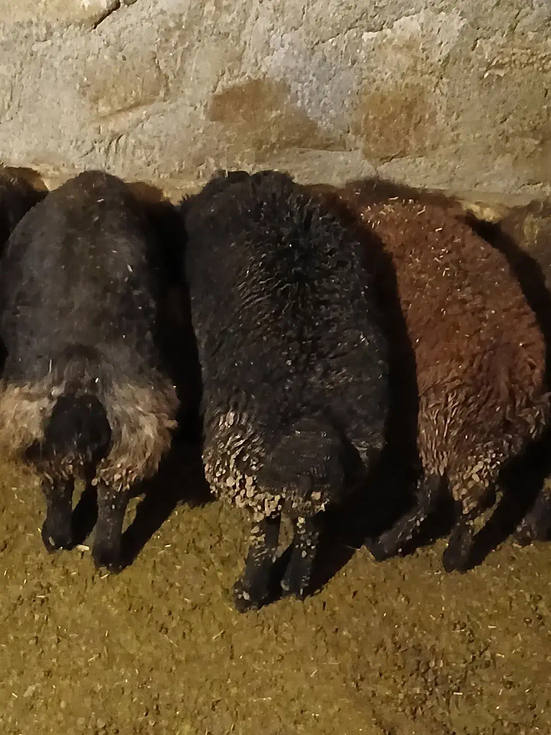 فروش بره|حیوانات مزرعه|دهگلان, |دیوار