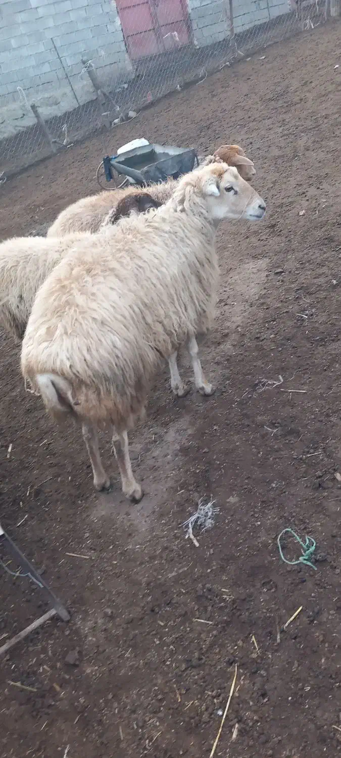 گوسفند|حیوانات مزرعه|گرمادوز, |دیوار