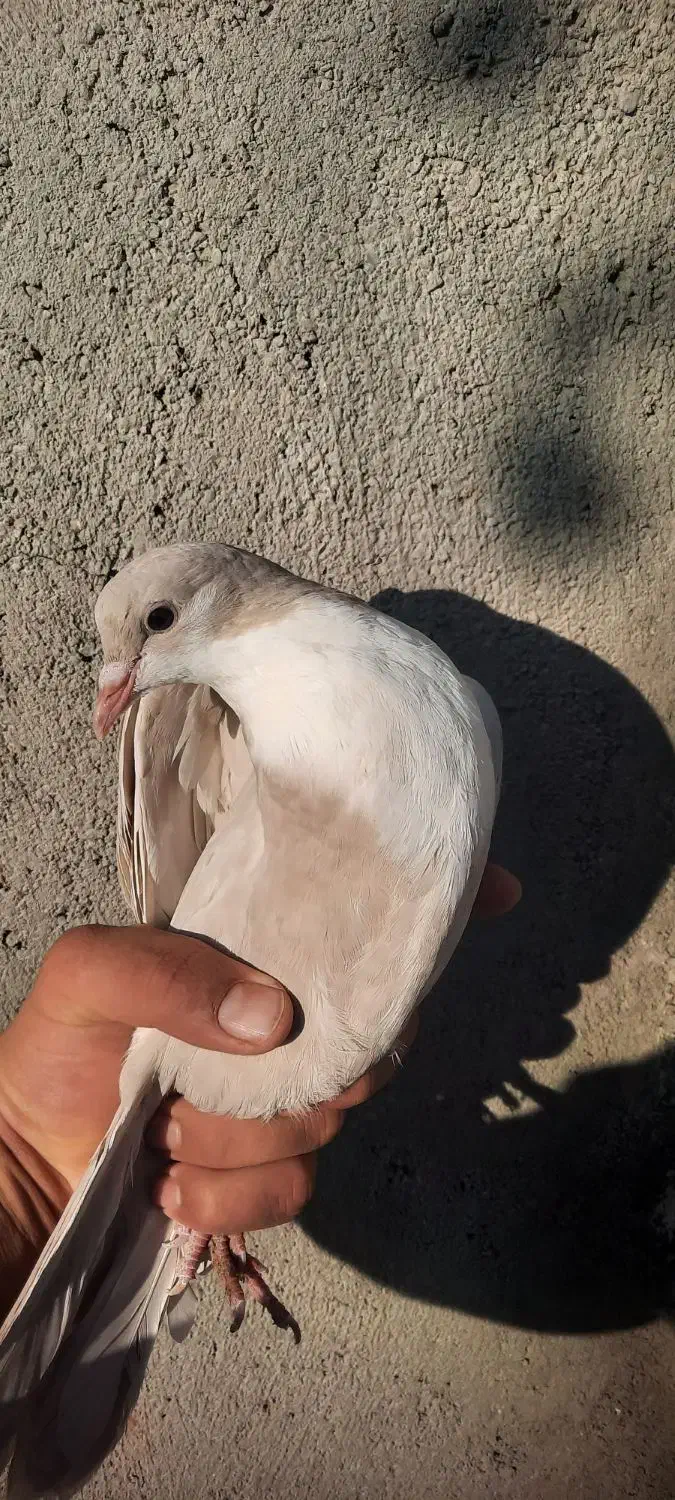 کفتر|پرنده|ششطراز, |دیوار