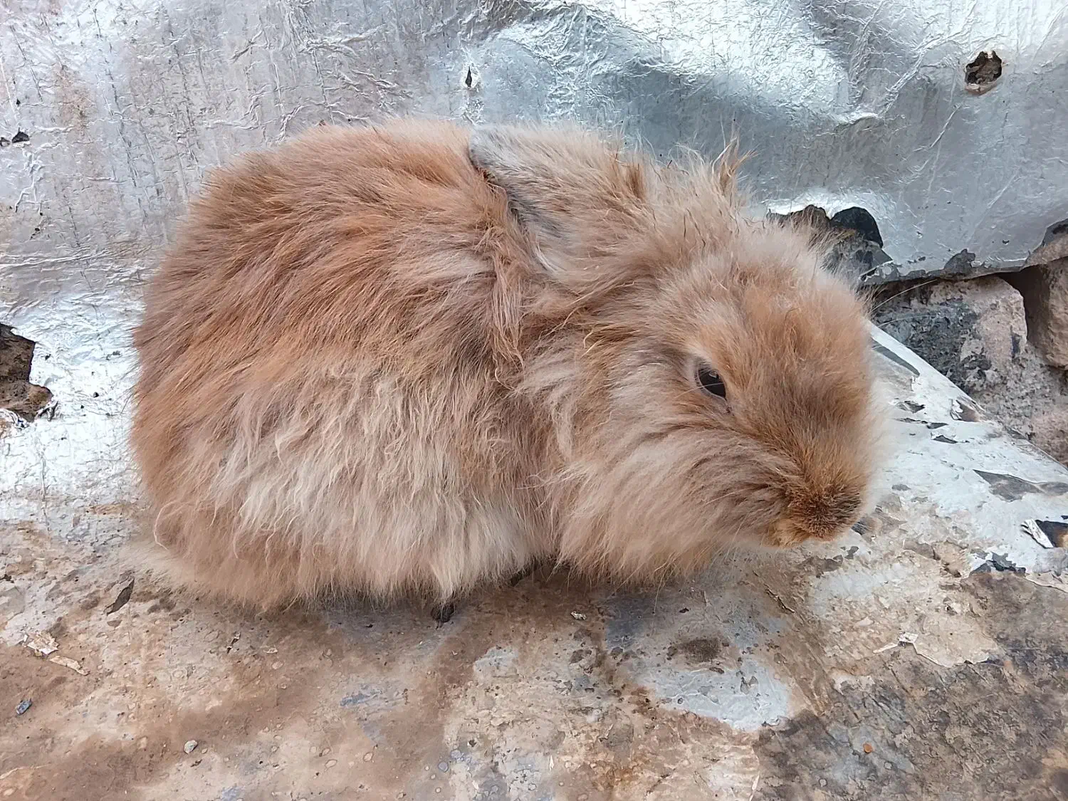 خرگوش لوپ ومعمولی|موش و خرگوش|ماهدشت, |دیوار